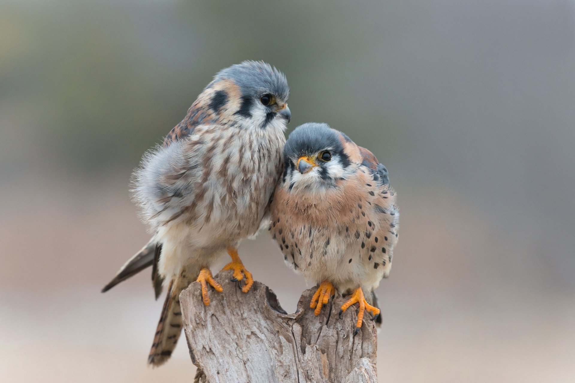 uccelli amore tenerezza