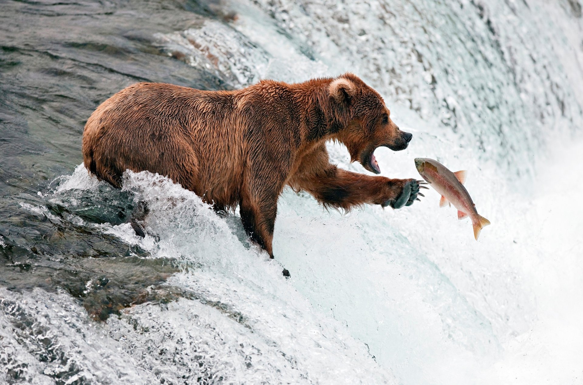 oso río corriente pescado pesca