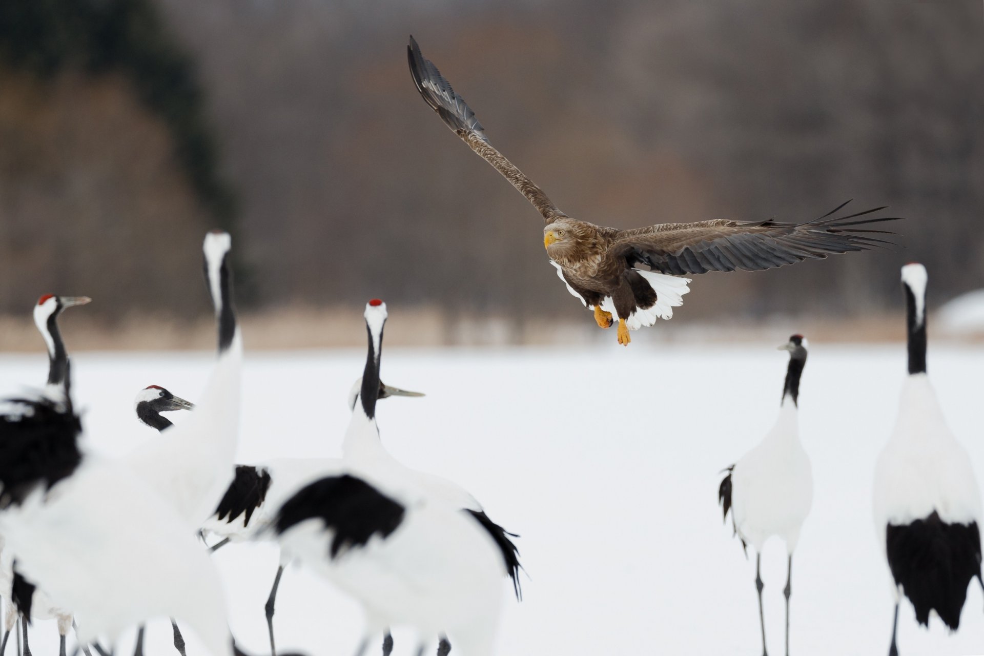 allarme aereo uccello predatore raid allarme aereo