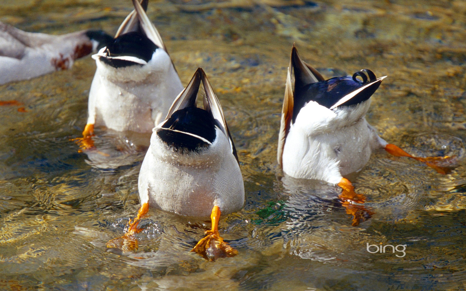 sajonia alemania patos buceo aves