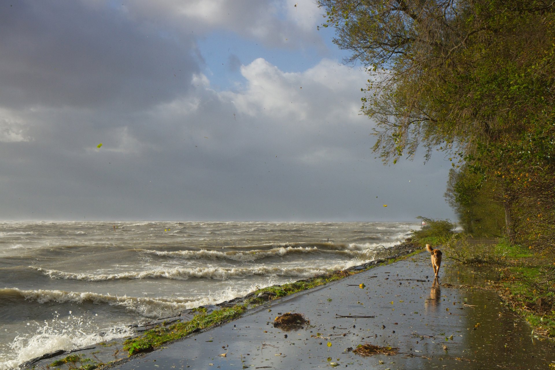 beach dog waves wind storm