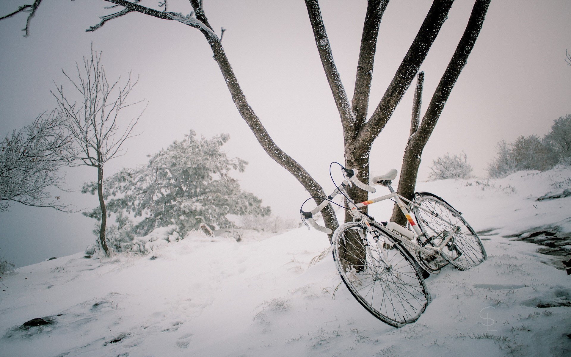 winter fahrrad baum schnee