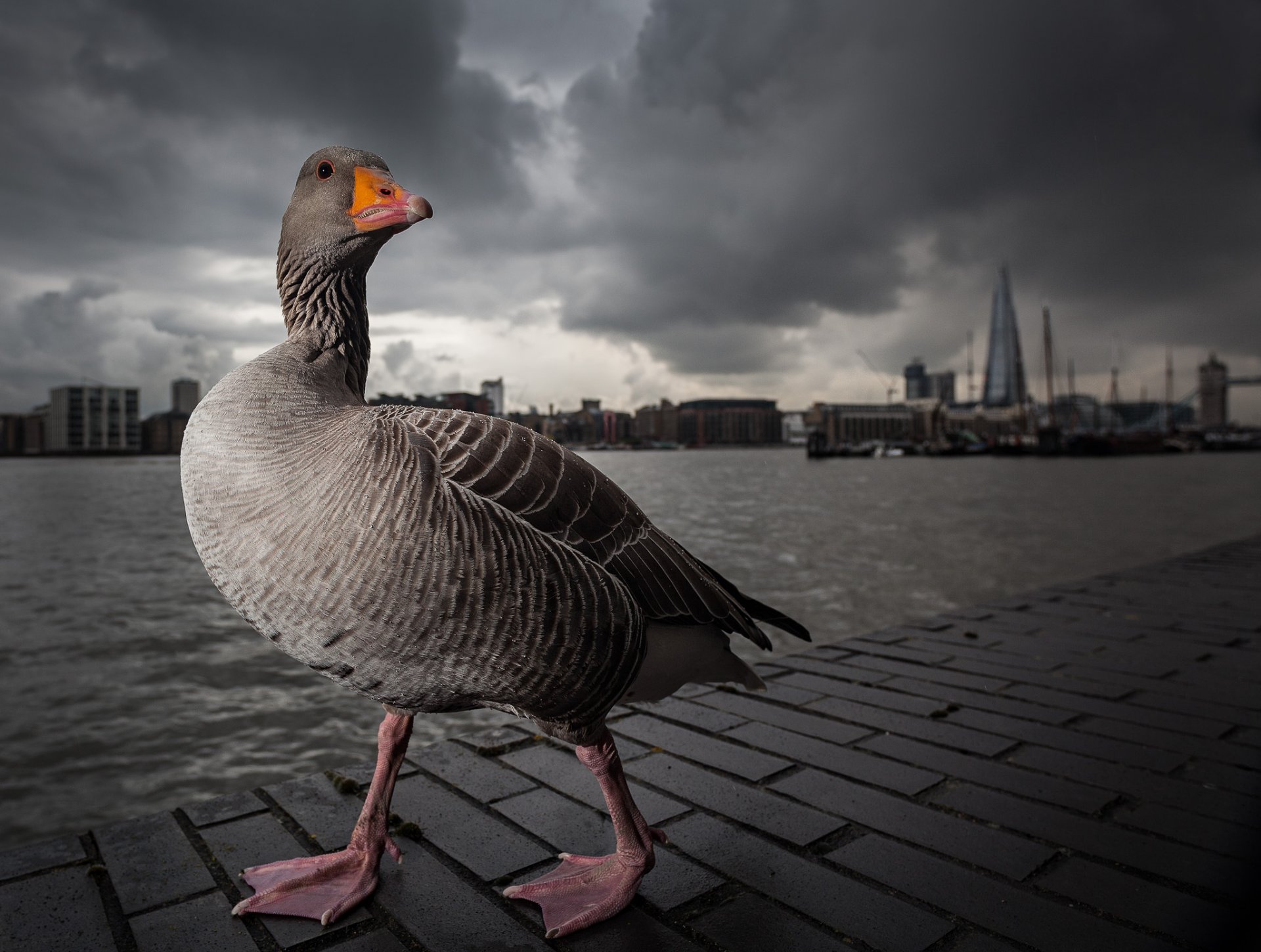 oca grigio londra tamigi passeggiata