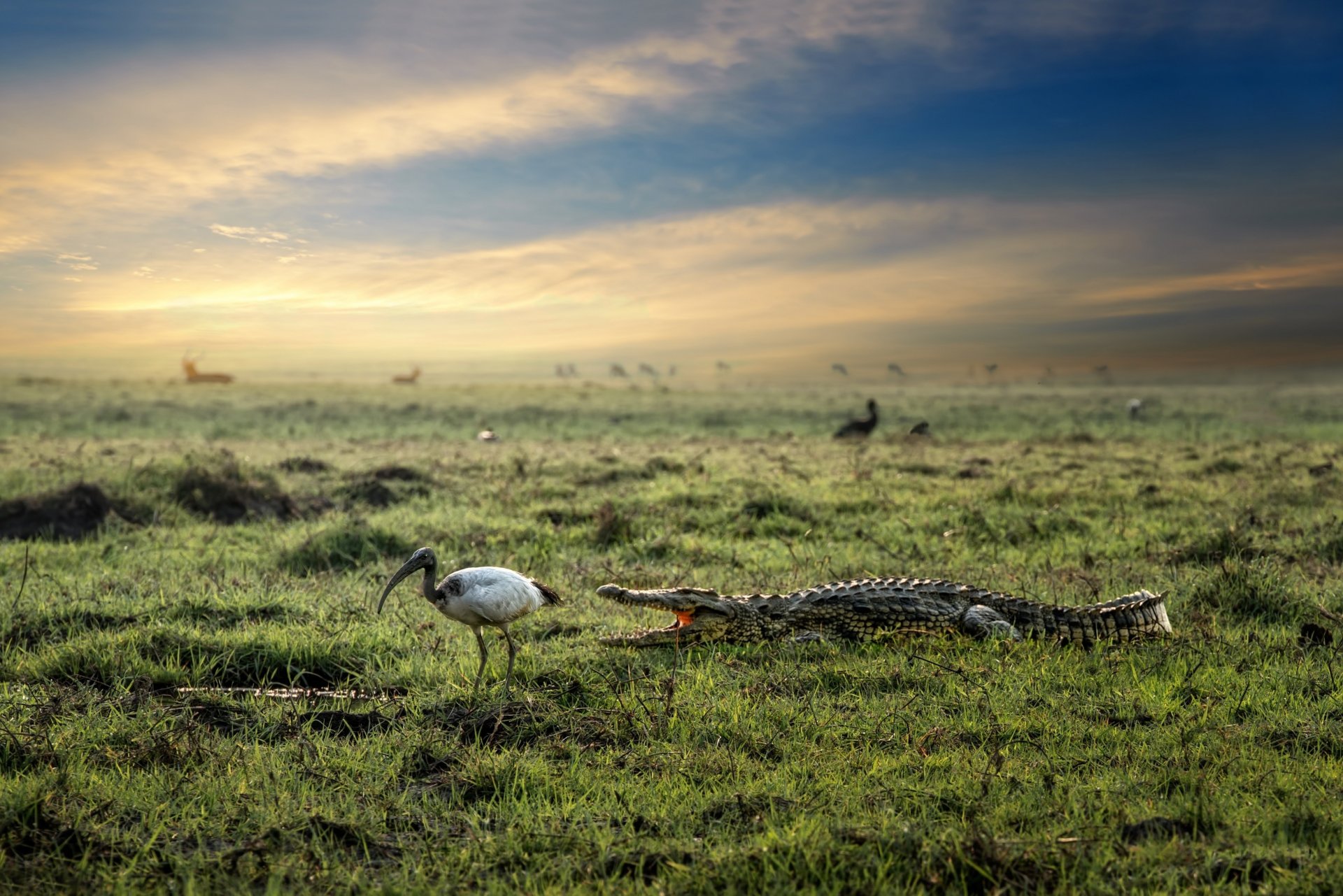 krokodil vogel natur