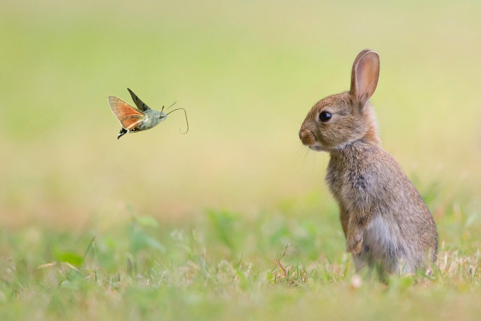 butterfly rabbit nature animal