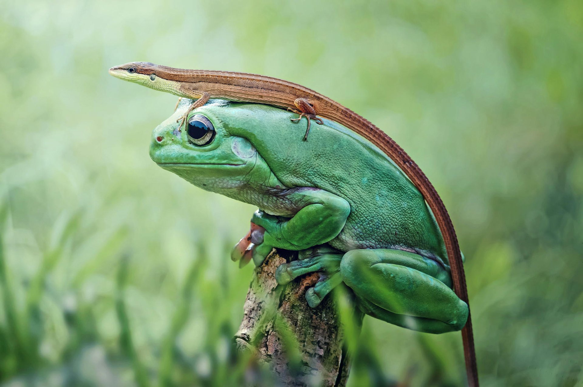 natur frosch eidechse amphibie