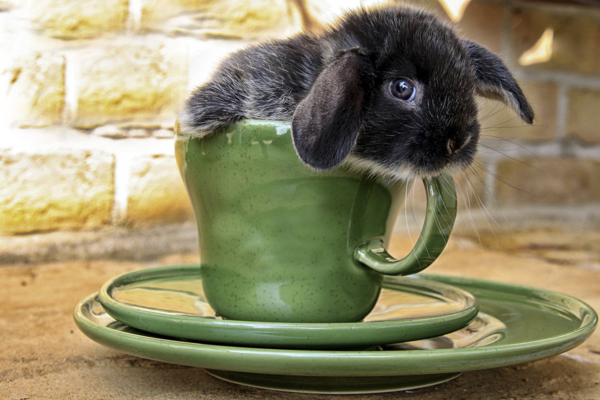 conejo taza hocico