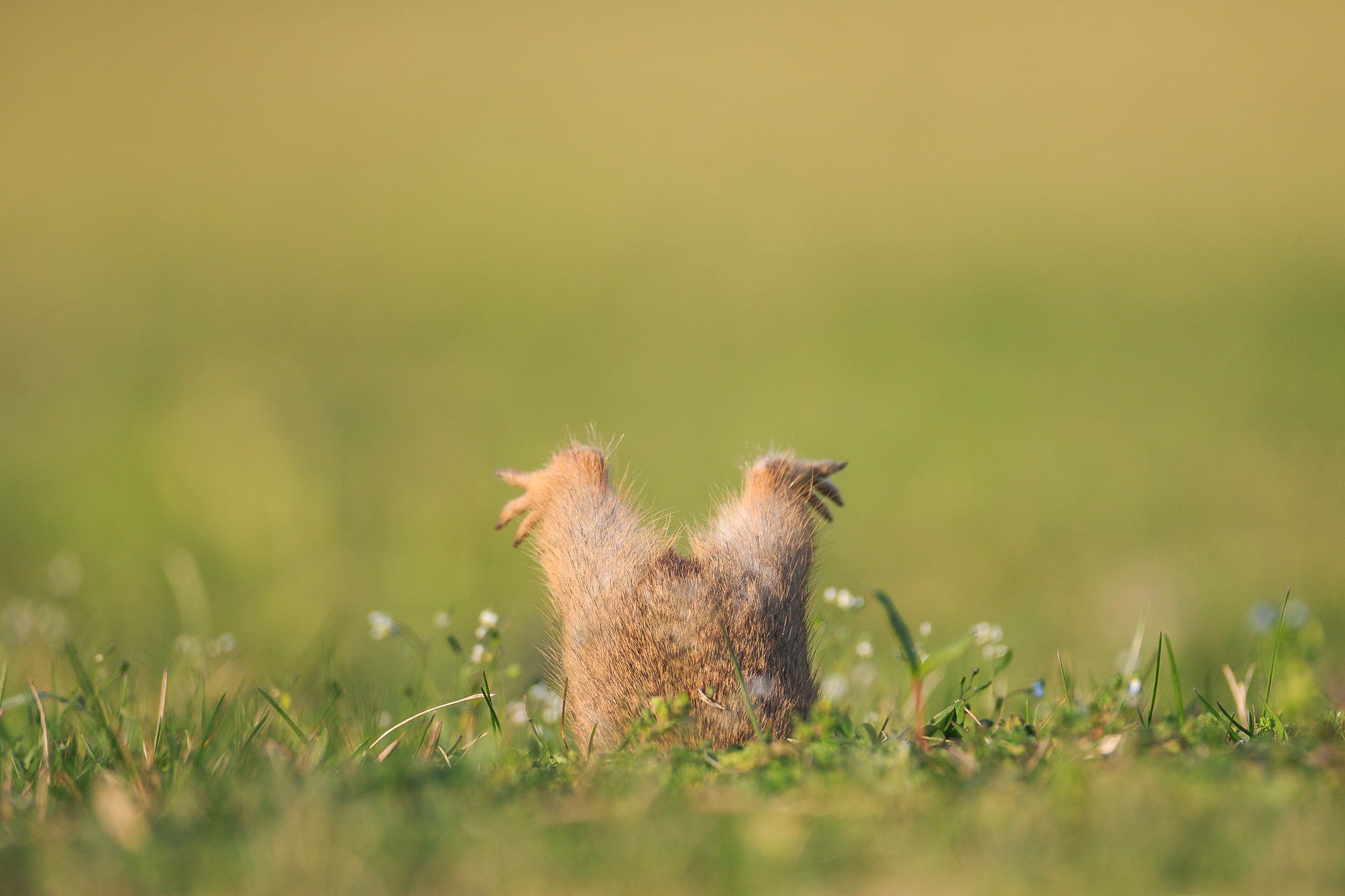 gopher nora łapy