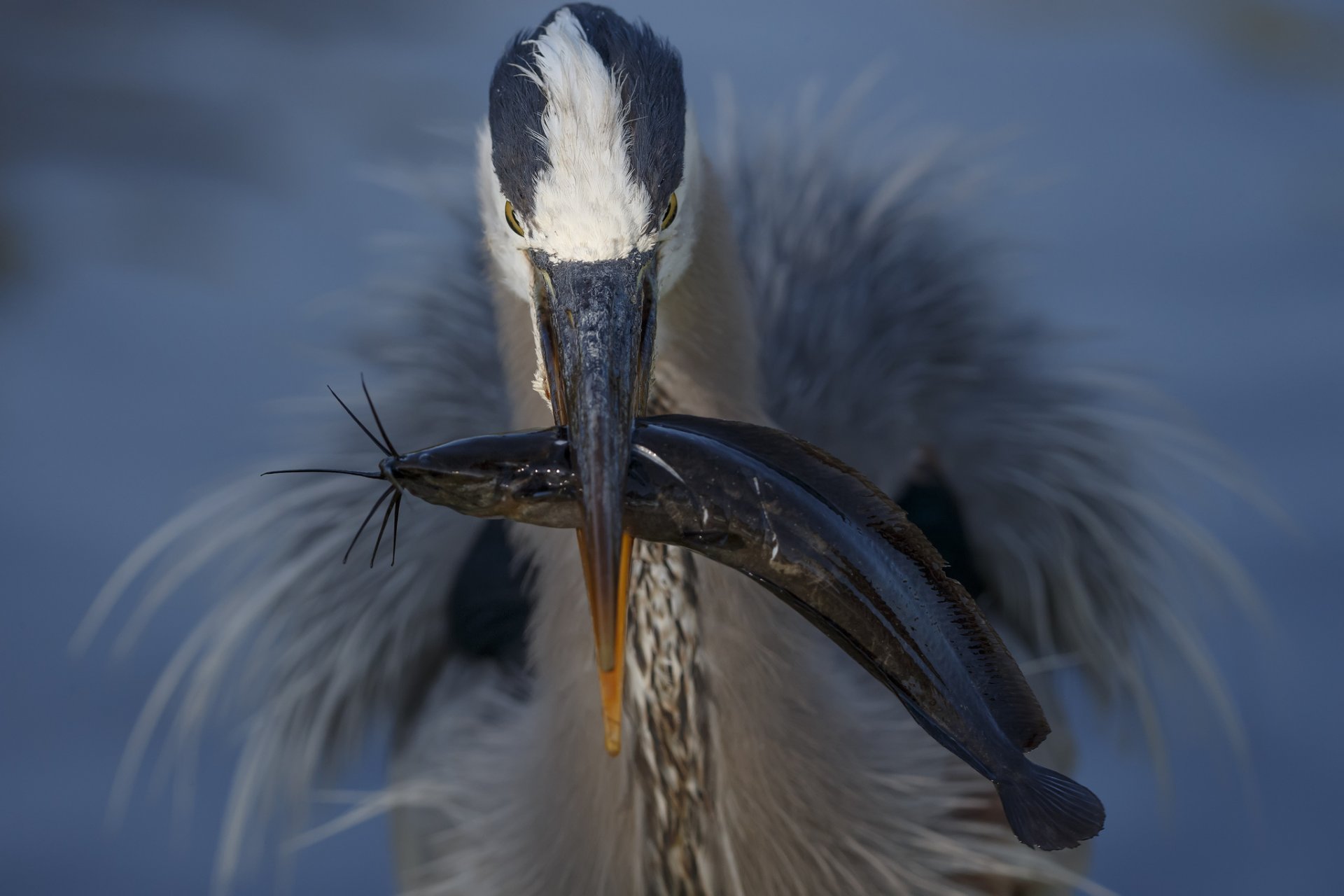 poultry beak fish catch