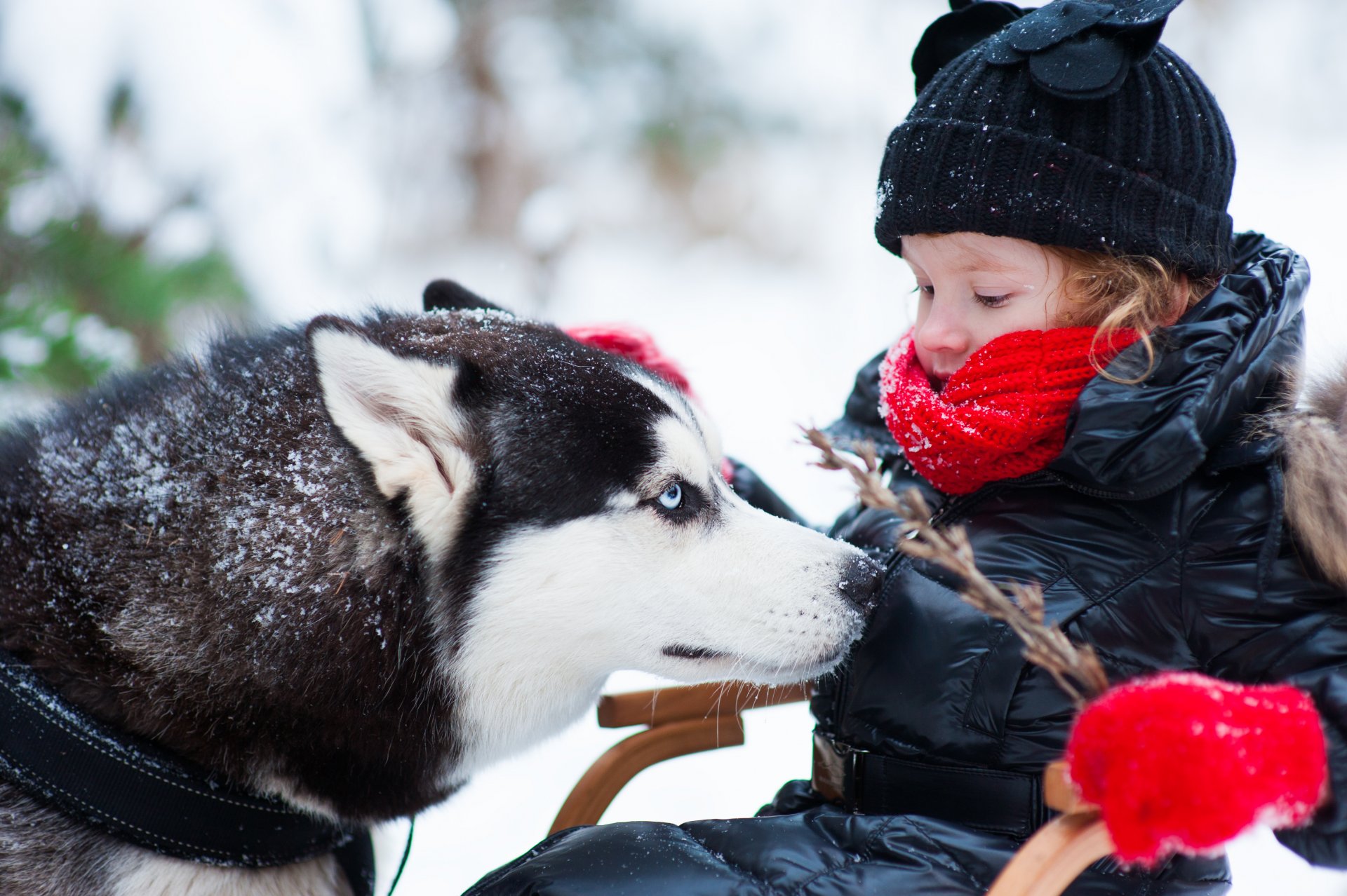 pies dziewczynka husky zima