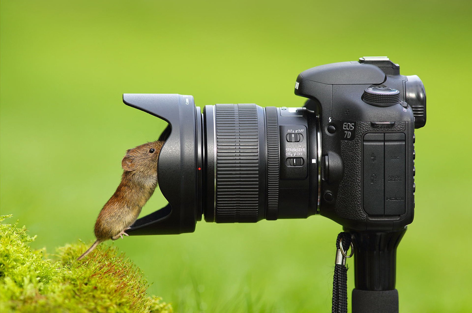 ratón cámara lente curiosidad