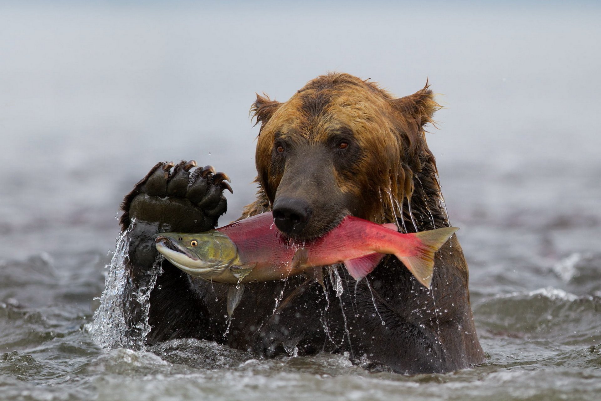 oso grizzly pescado salmón rojo captura agua kamchatka