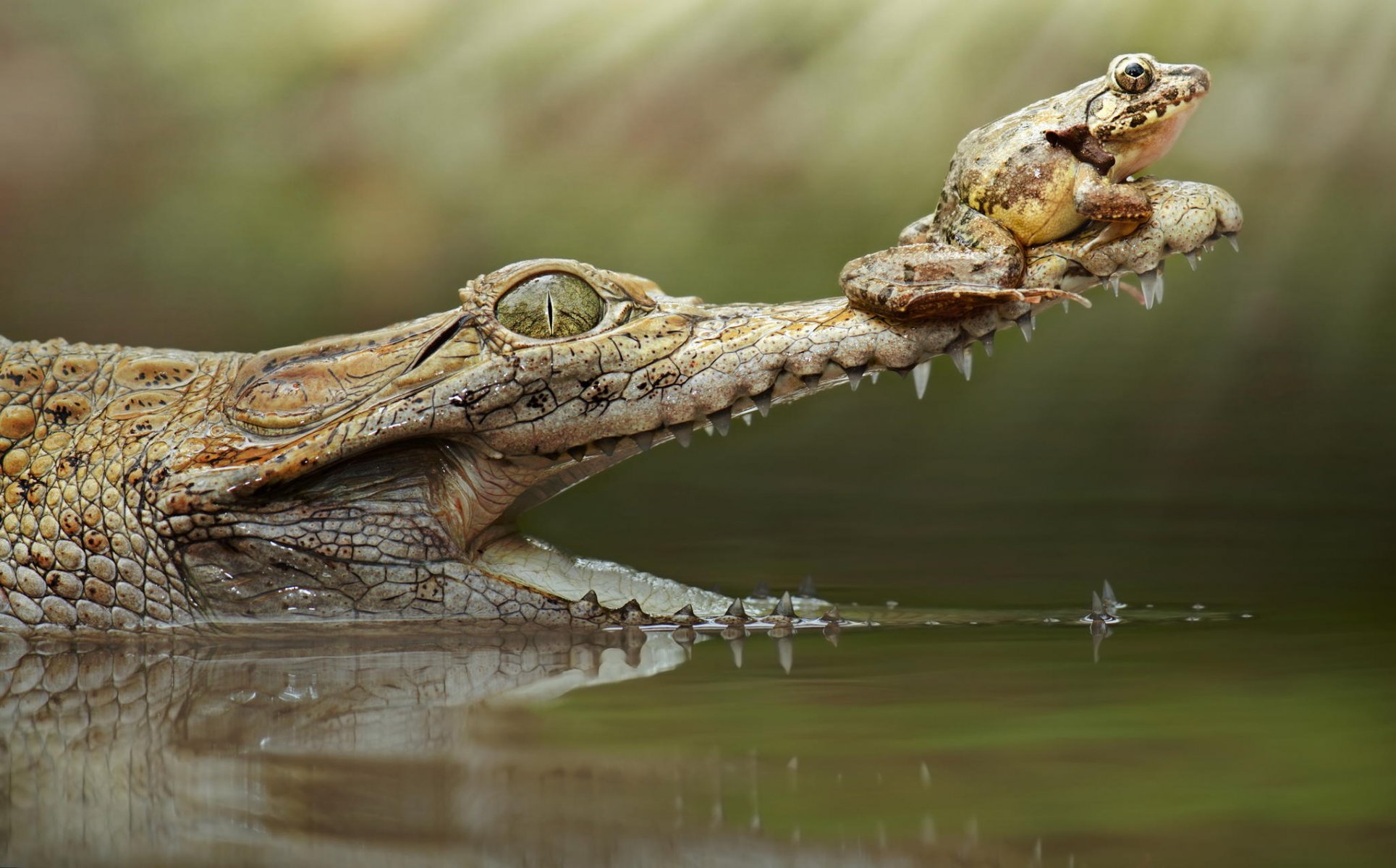 crocodile gueule grenouille