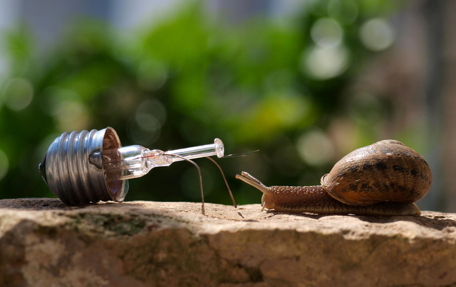 un escargot une ampoule une rencontre