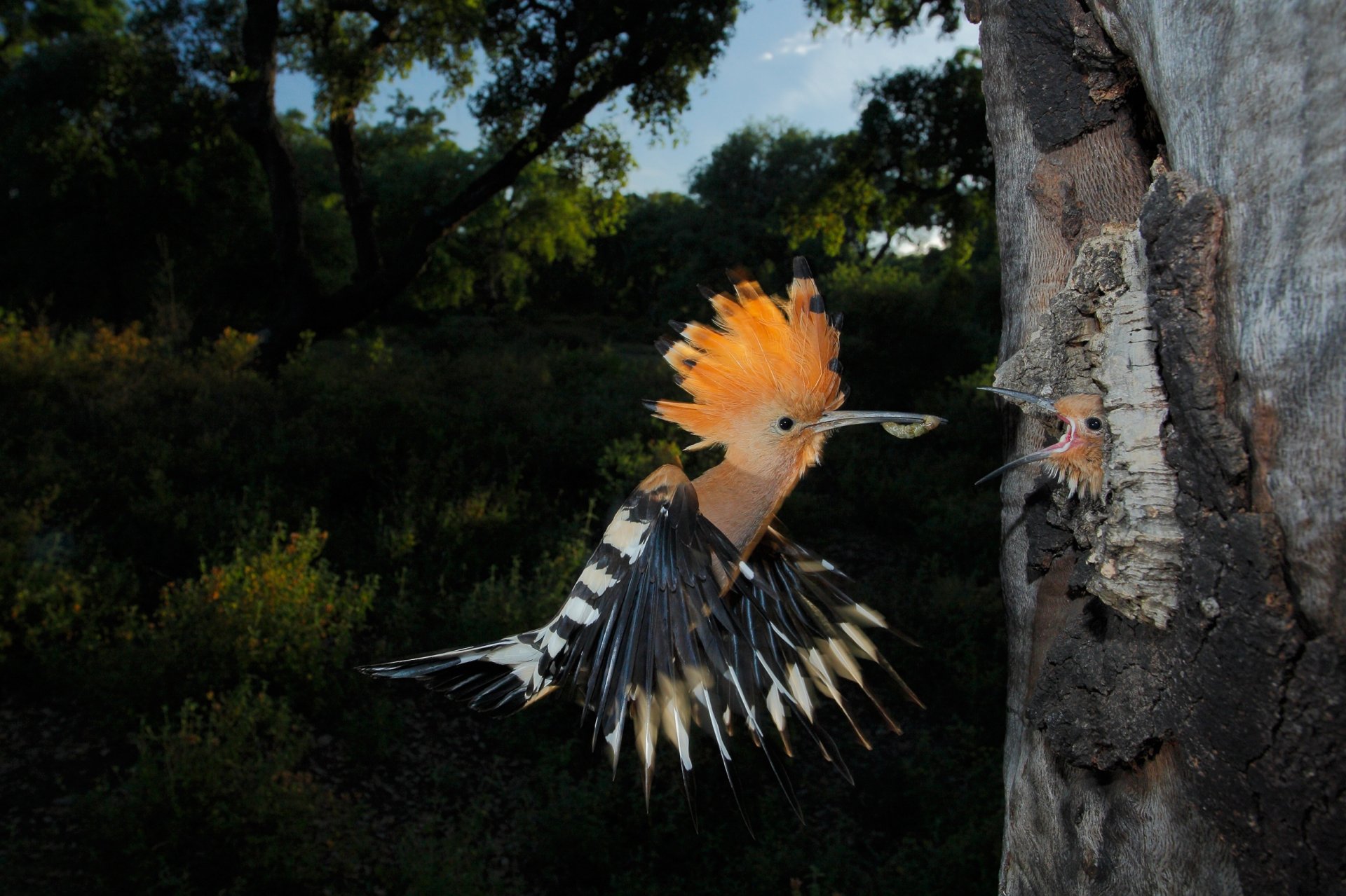 hoopoe poultry chick lunch