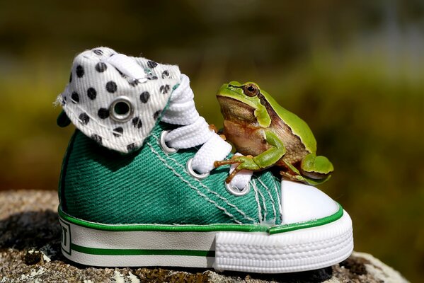 Ein Frosch sitzt auf einem Kinderschuh