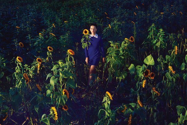 After the office in the field of sunflowers