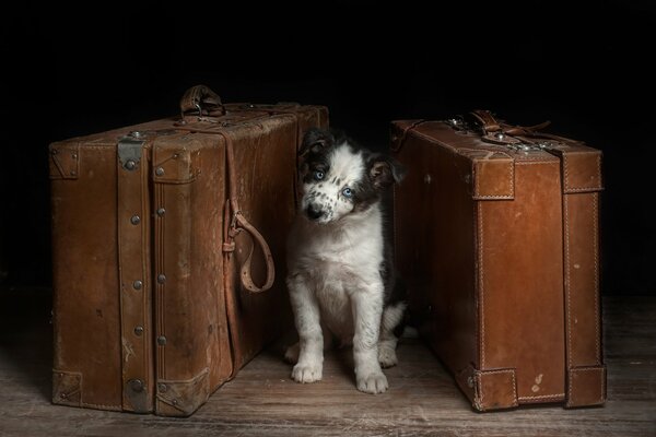 Il cane aspetta il suo padrone sulle valigie