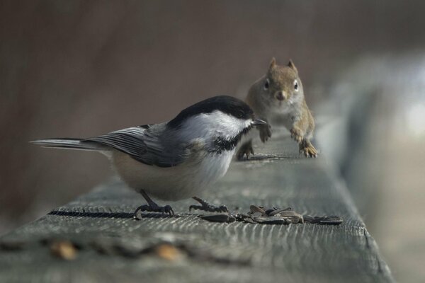 A bird and a squirrel eat seeds