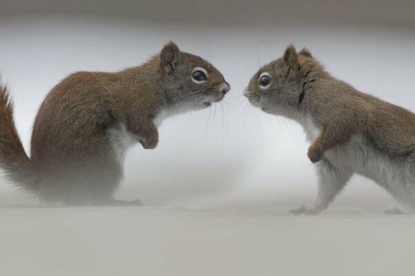 Two squirrels look at each other