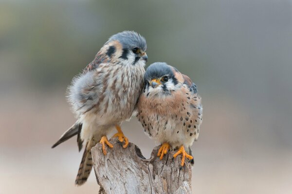 Amor y ternura del pájaro para siempre