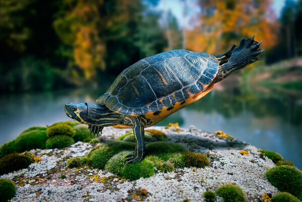 Una tortuga baila sobre una roca con musgo