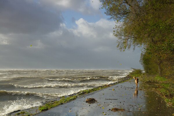 Ein aufgeregtes Meer und ein ruhiger Hund