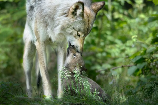 The wolf tribe is a manifestation of tenderness