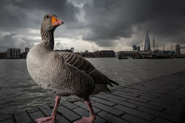 Goose on the background of the gray Thames