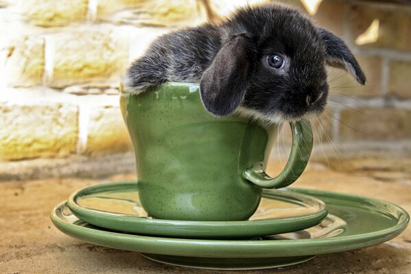 Süße Hasenschnauze, die aus der Tasse herausragt