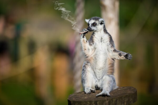 Lemur raucht einen Selbstroller. Rauch