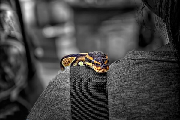 Snake on the shoulder guarding peace