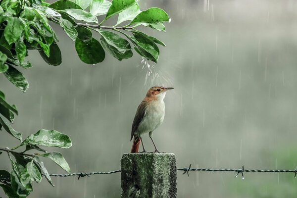 Un pajarito se Ducha bajo un árbol