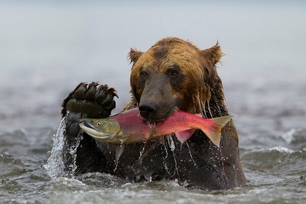 Orso Kamchatka con il suo pescato