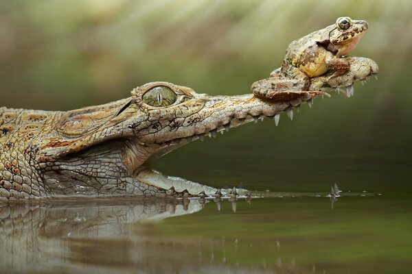 A frog sits on the crocodile s mouth