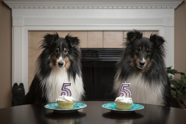 Chien le jour de la naissance d assiettes