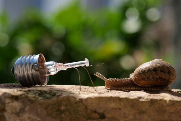 Eine Schnecke und eine Glühbirne, die der Schnecke ähnlich ist