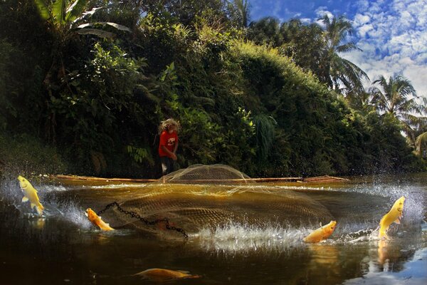 Der Fisch springt aus dem Wasser und schwimmt vom Netz