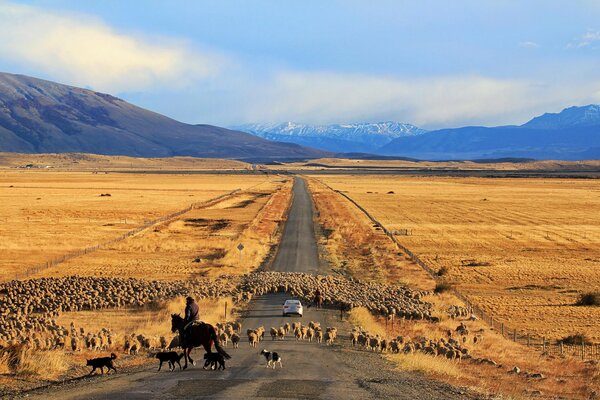 A sheep-strewn road in Chile