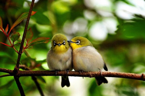 Dos pájaros increíblemente hermosos