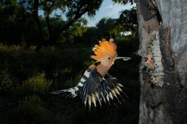 The hoopoe bird brought his baby lunch