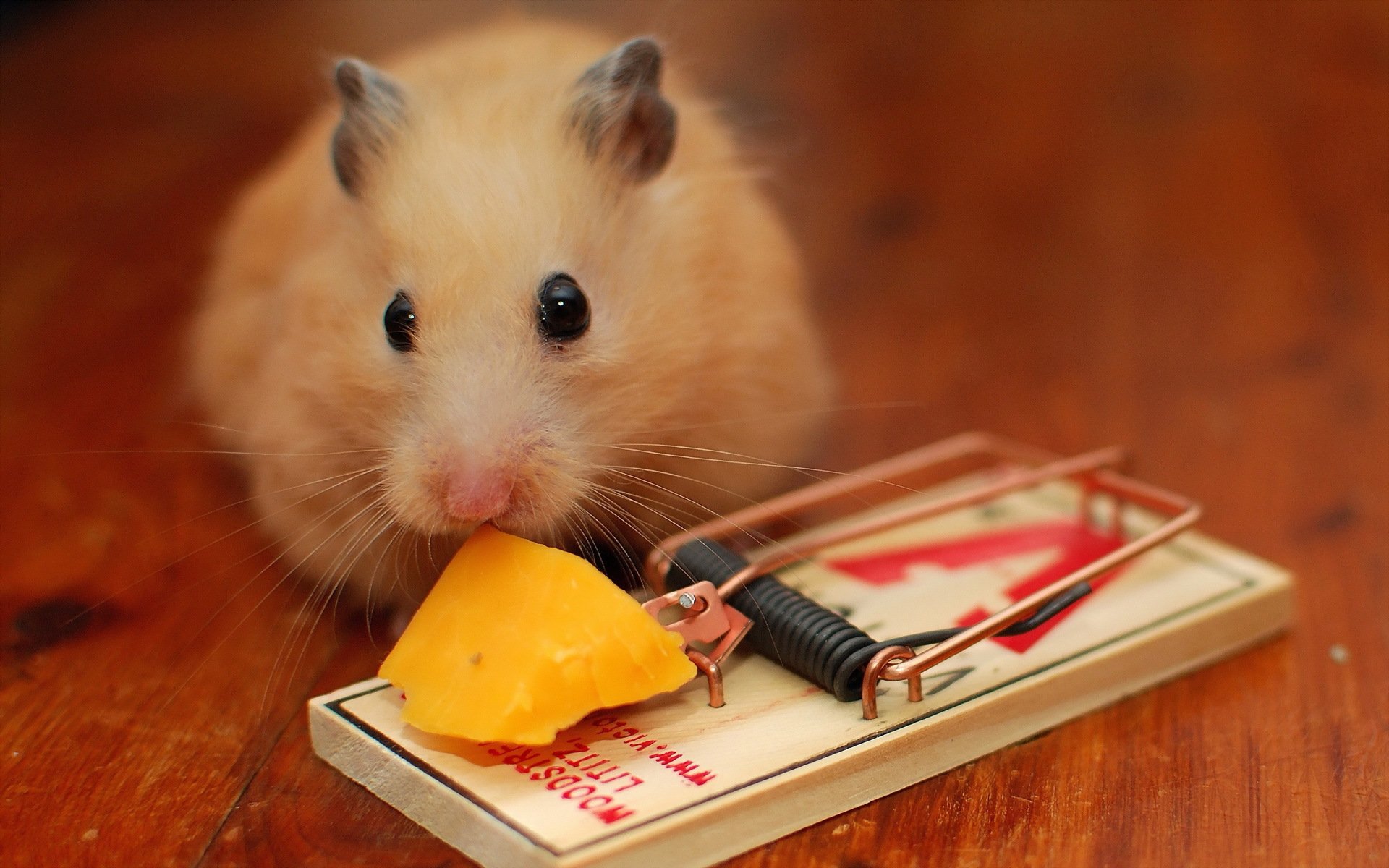 mouse cheese mousetrap