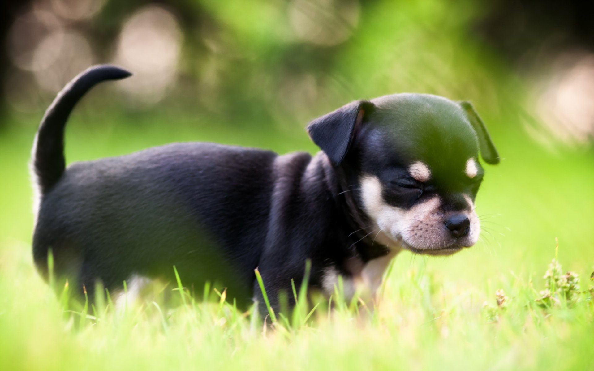 cane cucciolo luce