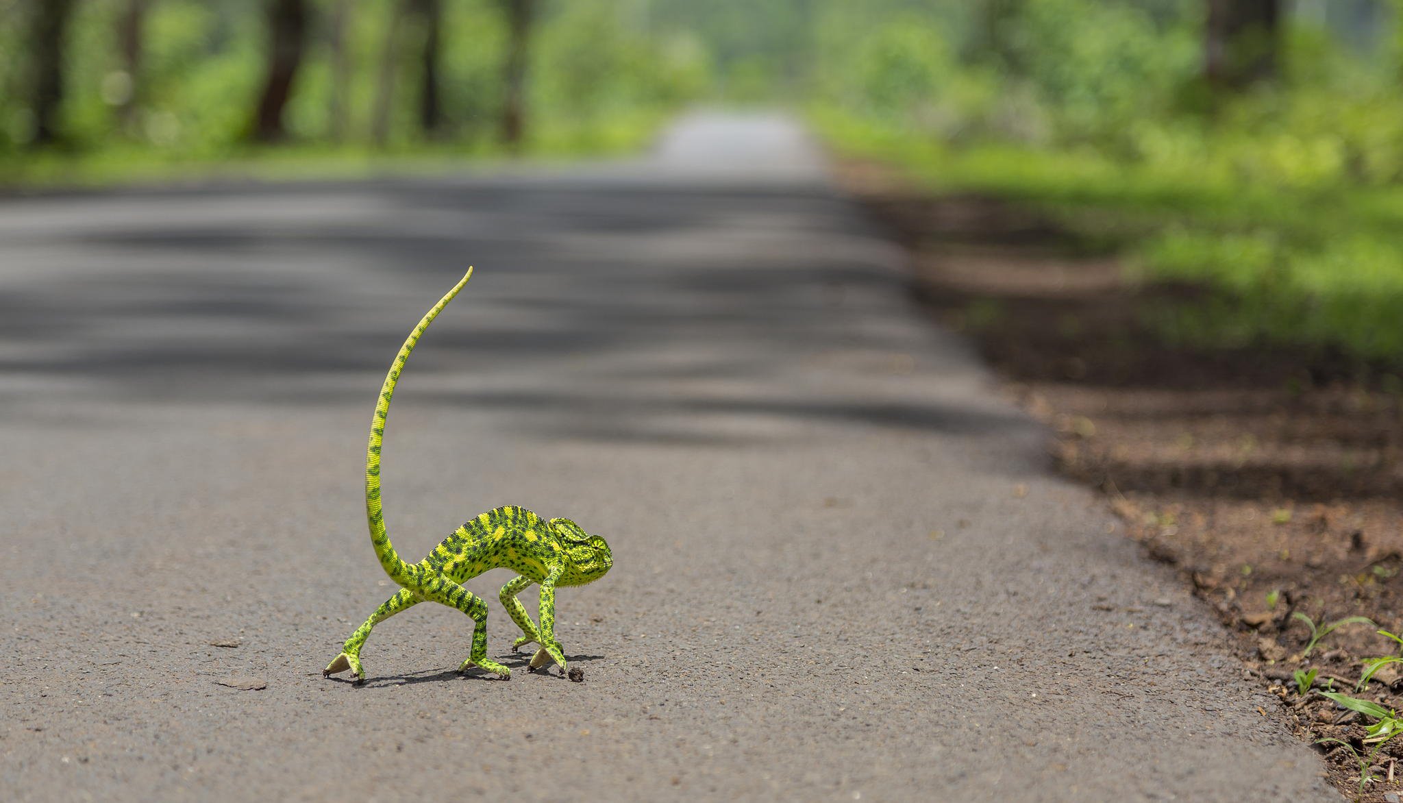 le caméléon la queue la route boké