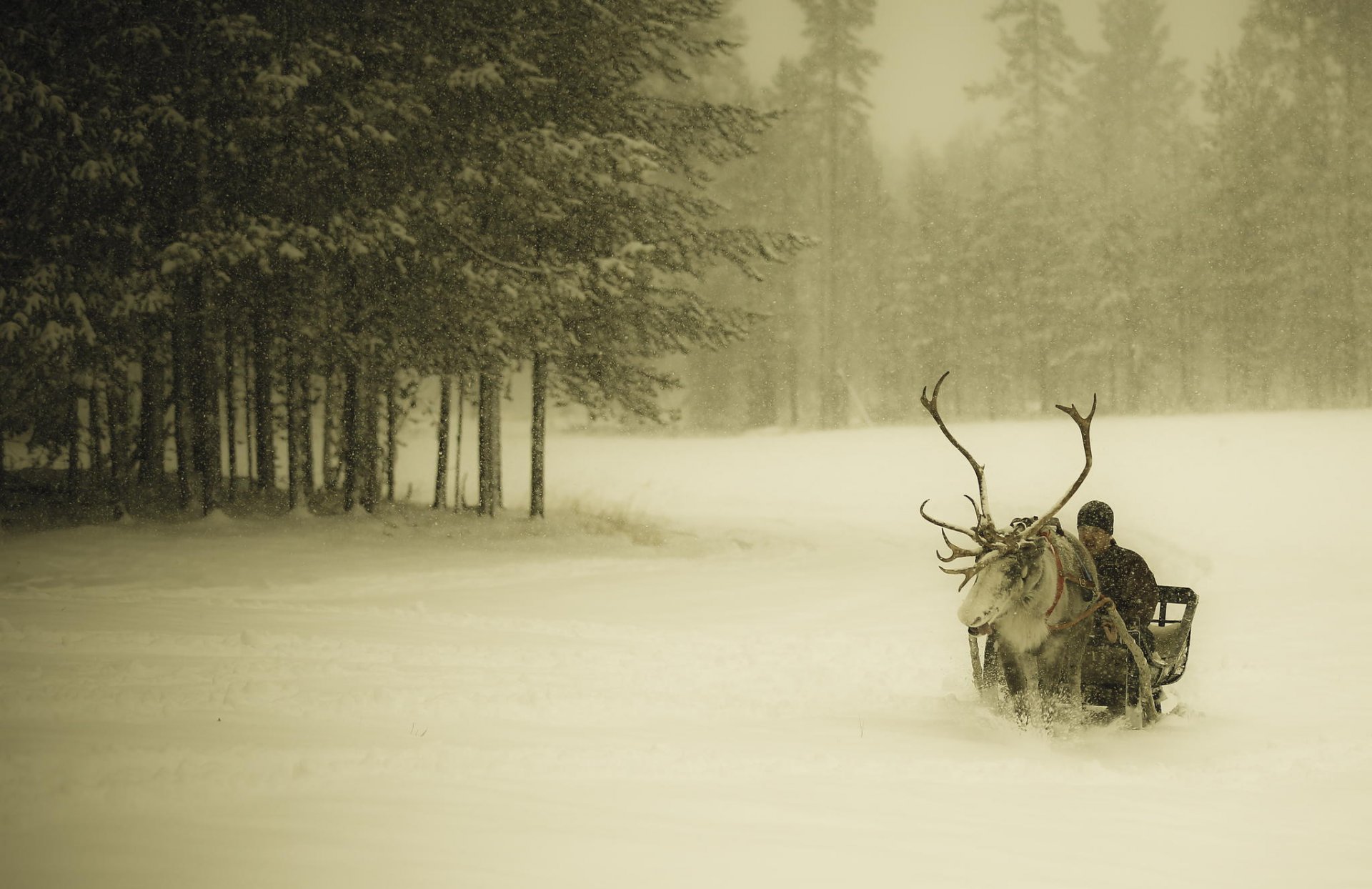 inverno neve nevicata foresta ragazzo slitta cervo finlandia