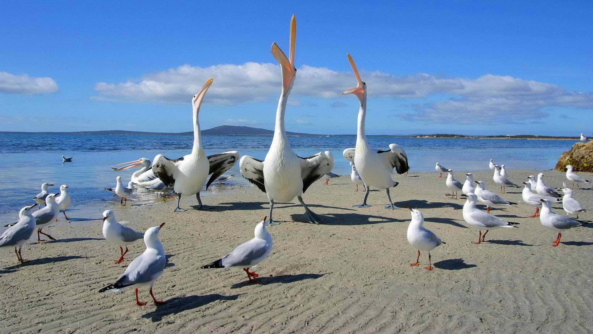 aves gaviota pelícano esporas cielo mar danza pico canción montañas horizonte costa arena