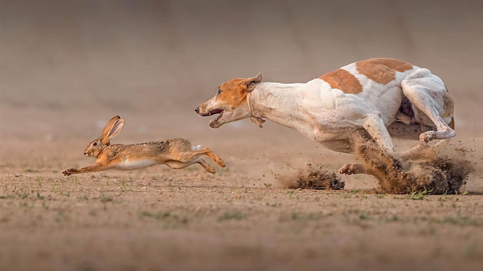 death race hare dog