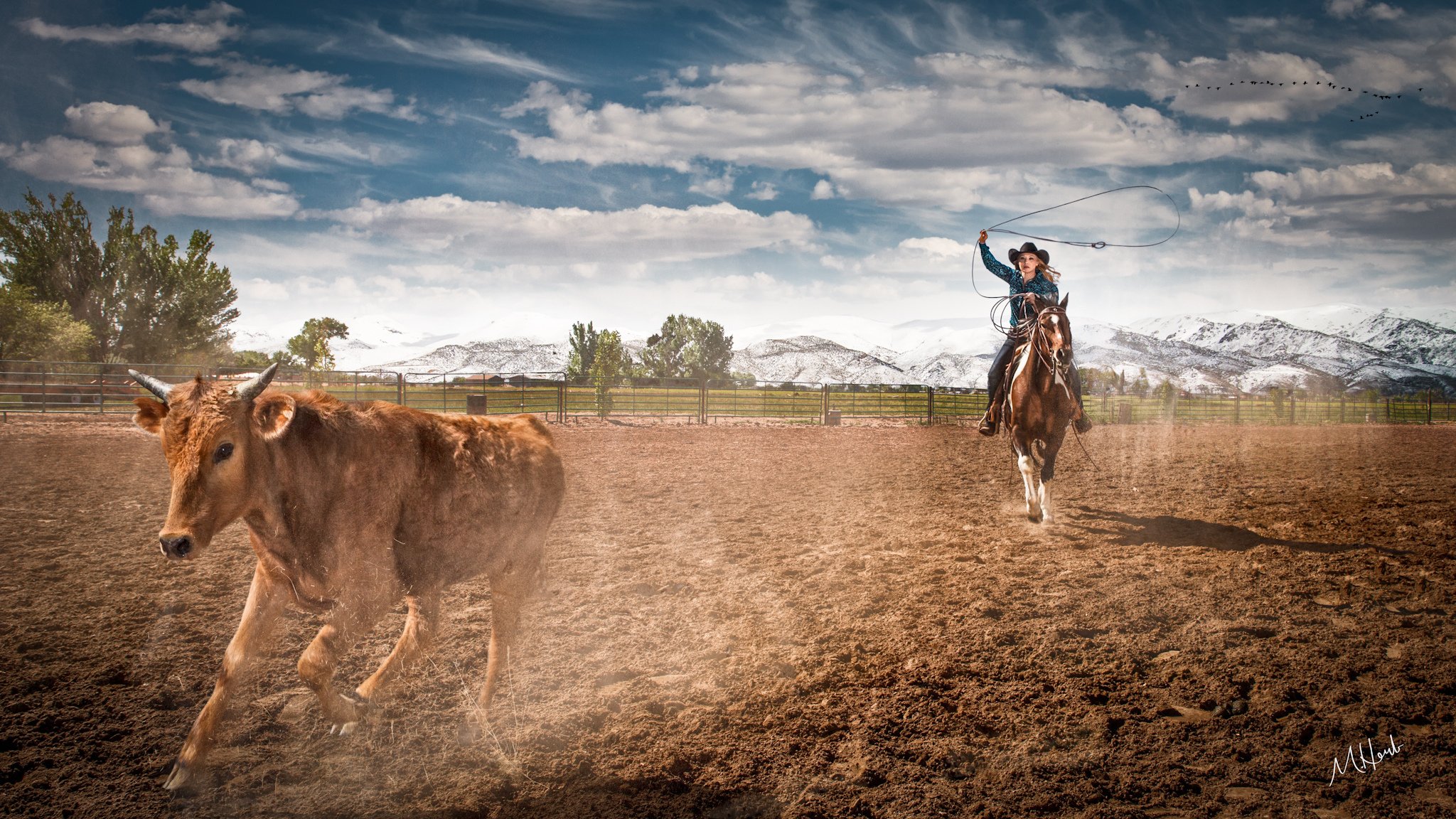 pasterka liny dla bydła farma rodeo