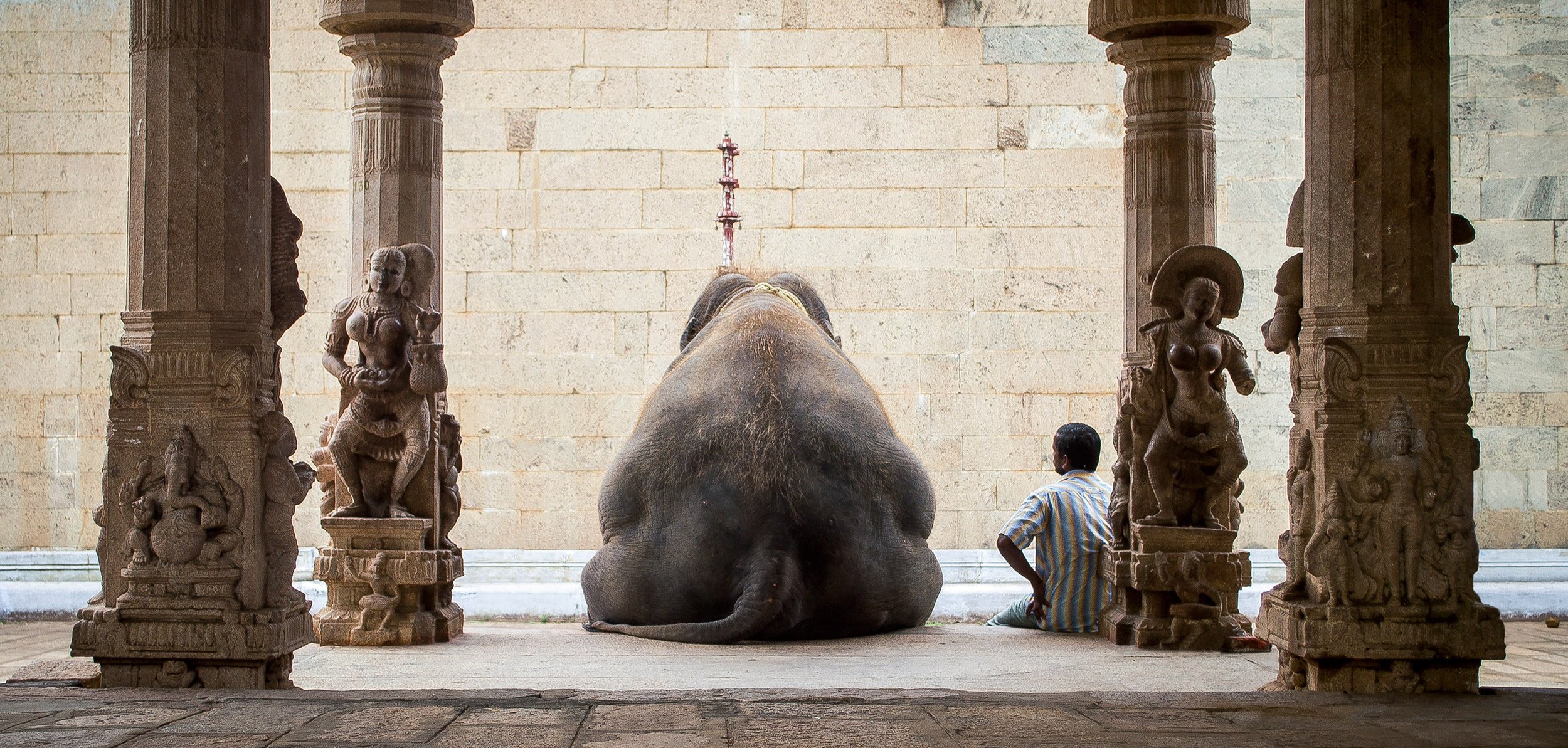 elefante hombre vacaciones india