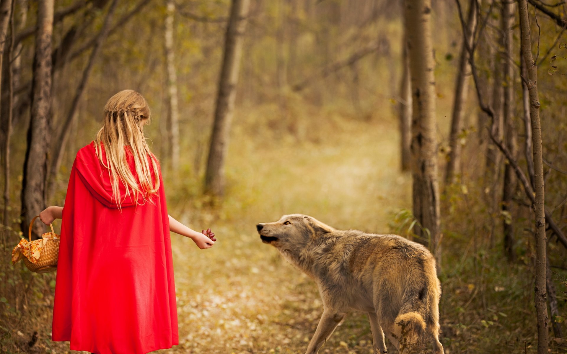 lobo rojo y niña bosque lobo